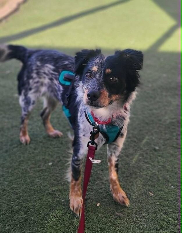 Picture of the Animal Listed